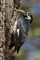 Acorn woodpecker (Melanerpes formicivorus)