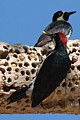 Acorn woodpecker (Melanerpes formicivorus)