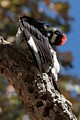 Acorn woodpecker (Melanerpes formicivorus)