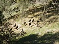 Sunol Regional Park - November 29, 2015