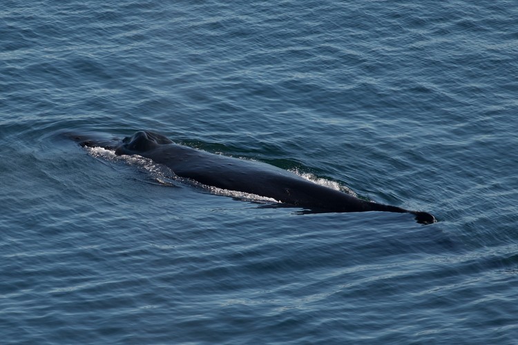 Humpback whale