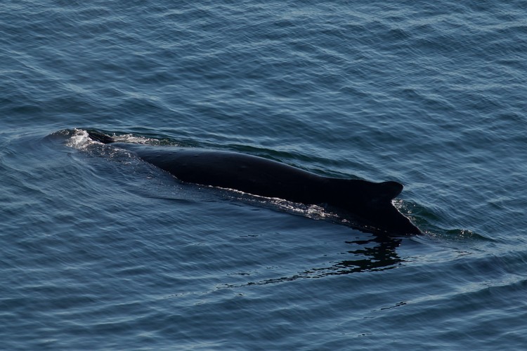 Humpback whale