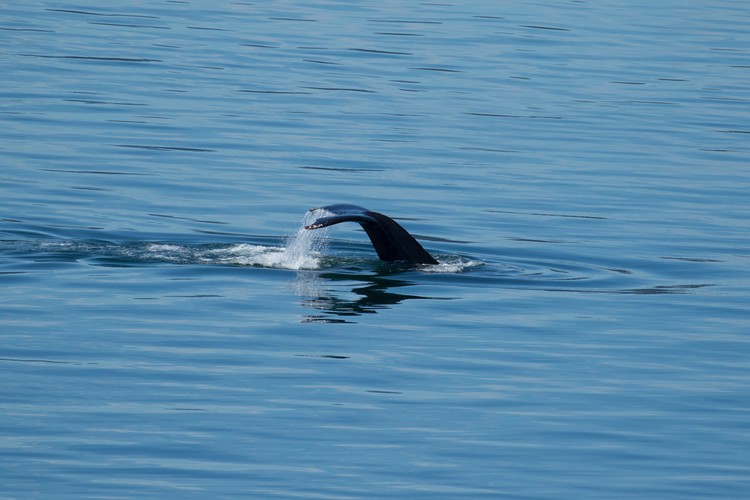 Humpback whale