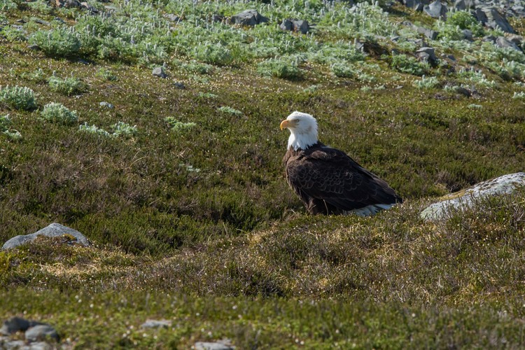 Bald Eagle