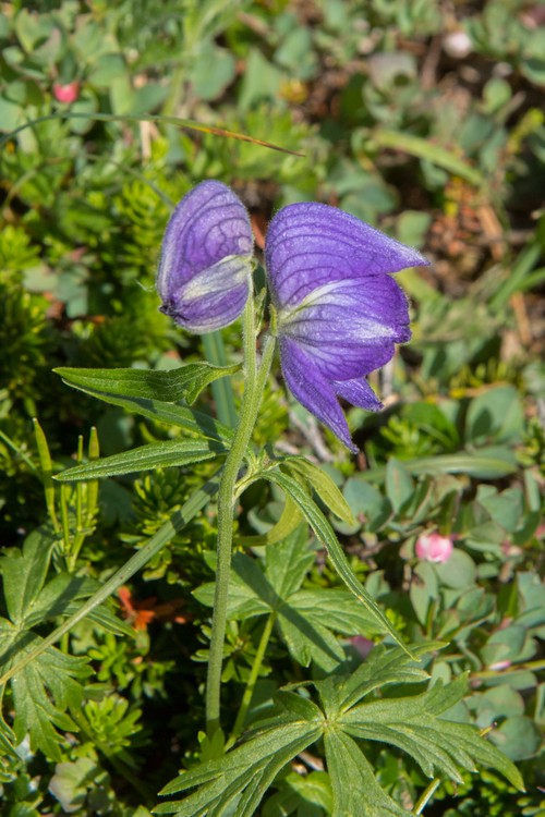 Monkshood