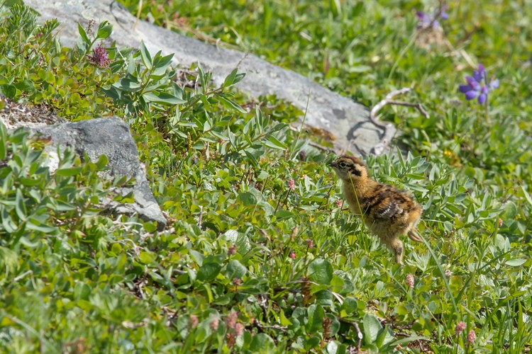 Willow Ptarmigan - chick