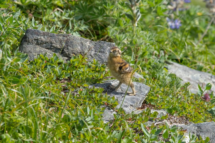 Willow Ptarmigan - chick