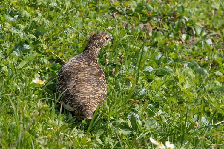 Willow Ptarmigan - adult