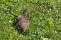 Willow Ptarmigan - adult