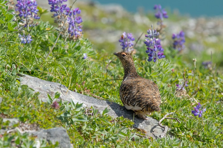 Willow Ptarmigan - chick