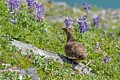 Willow Ptarmigan - chick