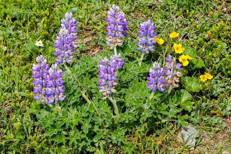 Lupine