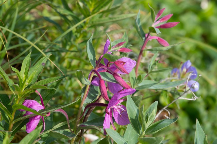 Fireweed