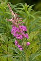 Fireweed