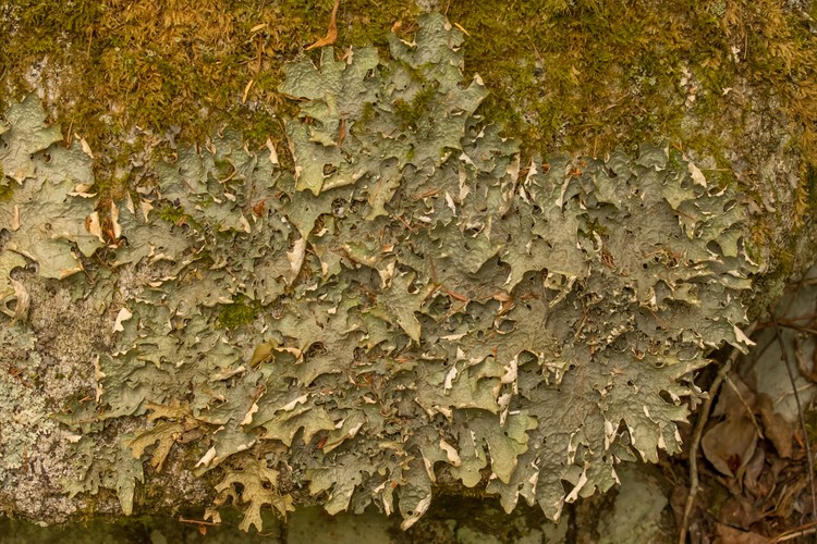 Lichen