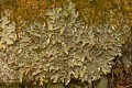 Lichen