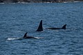 Male and female adult Orcas and calf