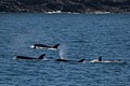 Orcas