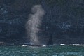 Male Orca spouting