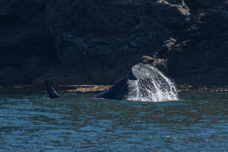 Male Orca tail-slapping near shore