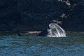 Male Orca tail-slapping near shore