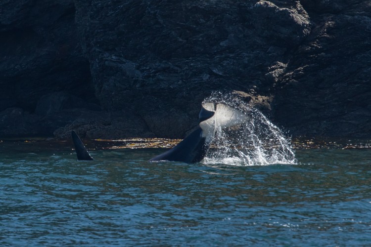 Male Orca tail-slapping near shore