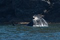 Male Orca tail-slapping near shore