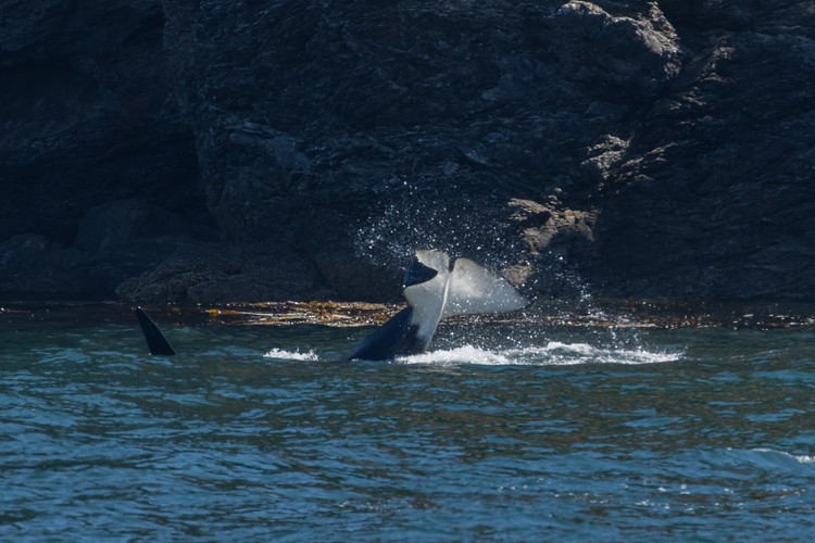 Male Orca tail-slapping near shore