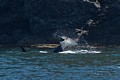 Male Orca tail-slapping near shore