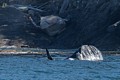 Male Orca tail-slapping near shore