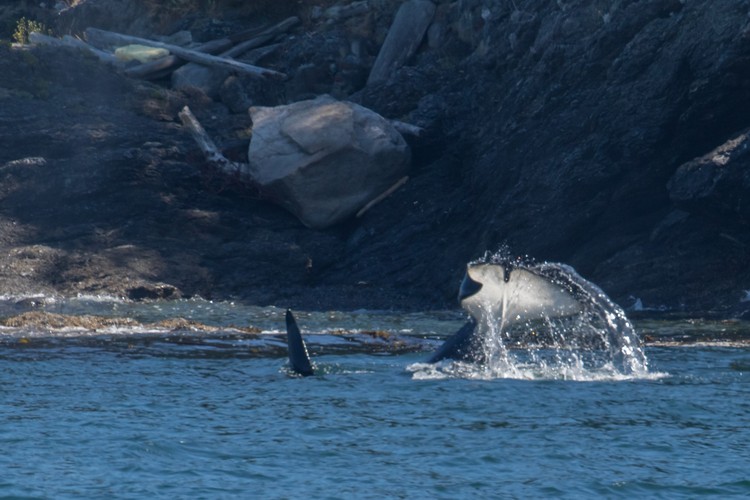Male Orca tail-slapping near shore