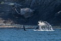 Male Orca tail-slapping near shore