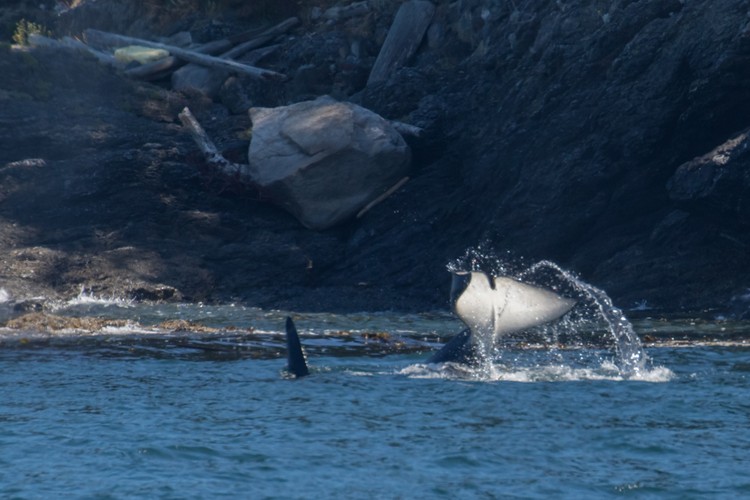 Male Orca tail-slapping near shore