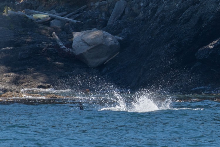 Male Orca tail-slapping near shore