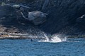 Male Orca tail-slapping near shore