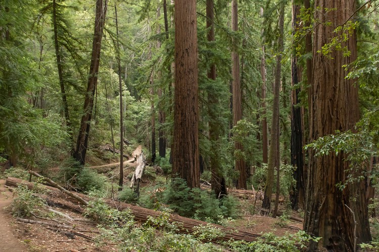 Skyline-to-the-Sea Trail