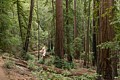 Skyline-to-the-Sea Trail