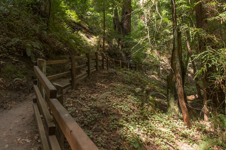 Berry Creek Falls Trail