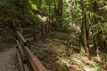 Berry Creek Falls Trail