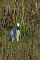 Snowy Egret with Crayfish