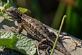 Western Fence Lizard