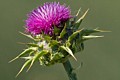 Bull Thistle