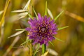 Purple Salsify