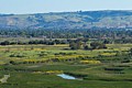 Coyote Marshlands