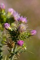 Italian Thistle