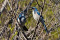 Scrub Jays