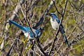 Scrub Jays