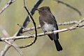 Black Phoebe