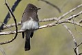 Black Phoebe