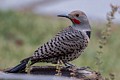 Northern Flicker